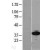 Western Blot: 67kDa Laminin Receptor Lysate [NBL1-15578] - Western Blot experiments. 
Left-Control; Right -Over-expression Lysate for RPSA